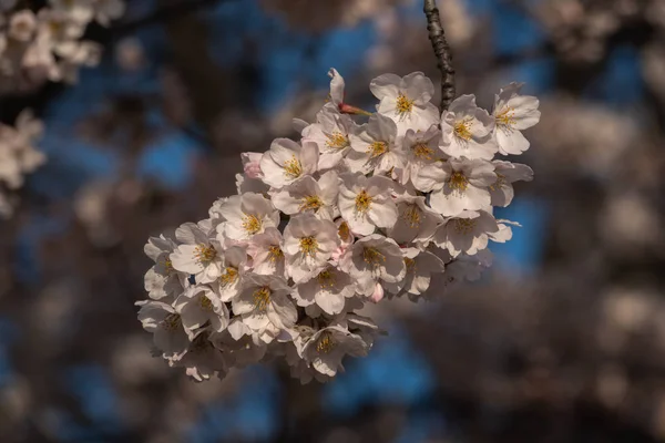 Wunderschöne weiße Kirschblüte zur Frühlingszeit — Stockfoto