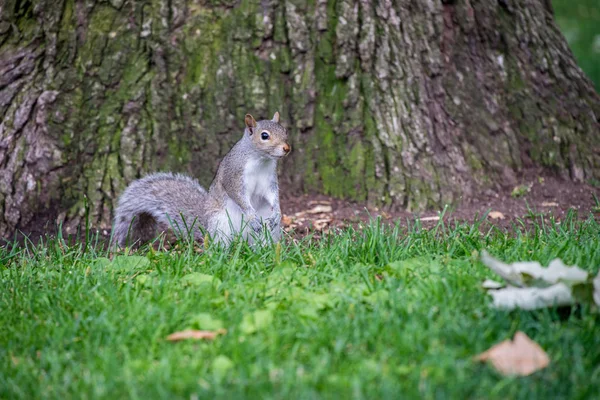 Eichhörnchen im Gras — Stockfoto