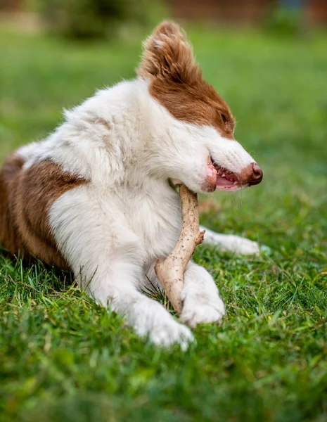 Brun bordercollie hund leker med en pinne — Stockfoto