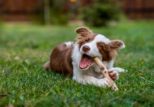 Brązowy border collie pies siedzi na ziemi — Zdjęcie stockowe