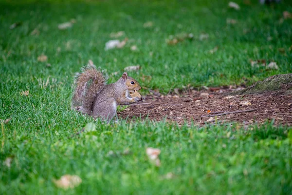 Orava ruohikossa — kuvapankkivalokuva