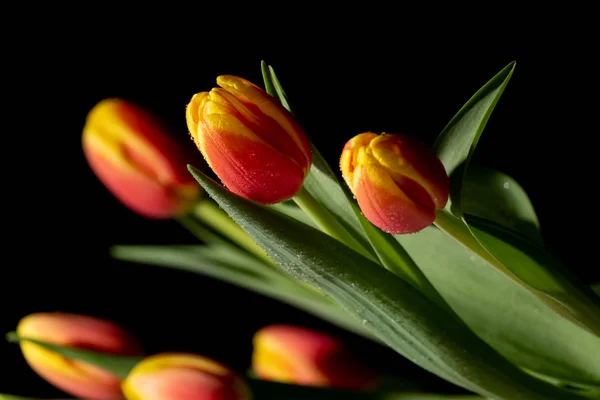 Beautiful orange and red tulip on black background — Stock Photo, Image