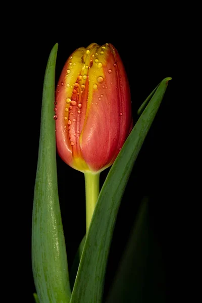Beautiful orange and red tulip on black background — Stock Photo, Image