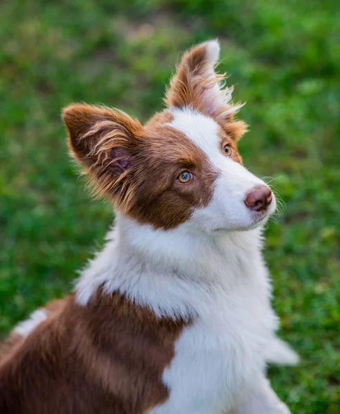 地面に座っている栗毛ボーダーコリー犬 — ストック写真