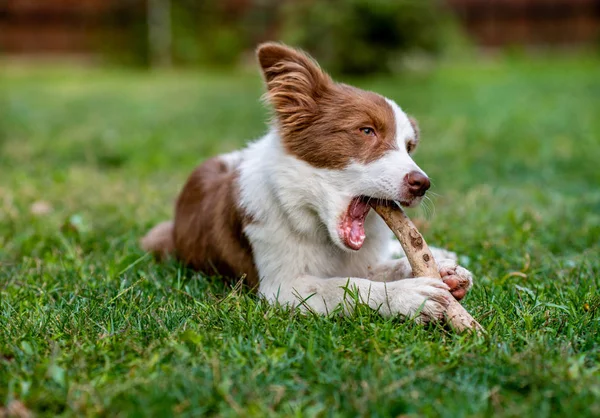 地面に座っている栗毛ボーダーコリー犬 — ストック写真