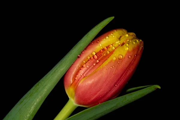 Schöne orange und rote Tulpe auf schwarzem Hintergrund — Stockfoto