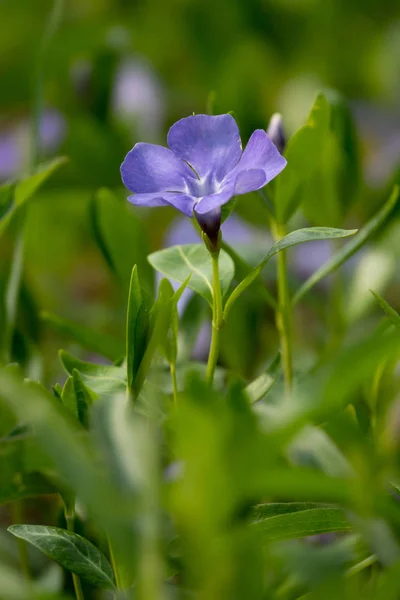 Małe fioletowe kwiaty, streszczenie miękkie kwiatowe tło — Zdjęcie stockowe