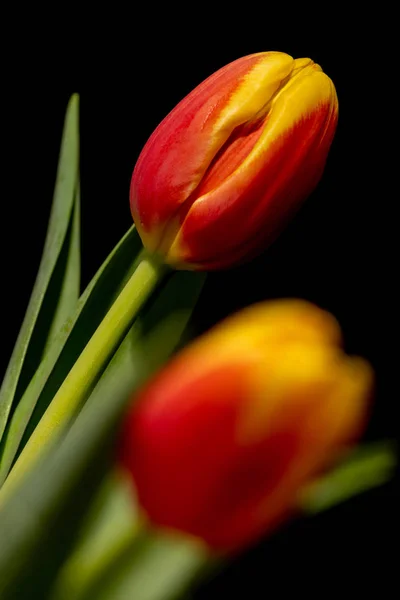 Beautiful orange and red tulip on black background — Stock Photo, Image