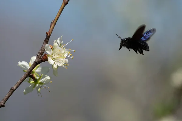 Black honeybee flying over a white flower — Stock Photo, Image