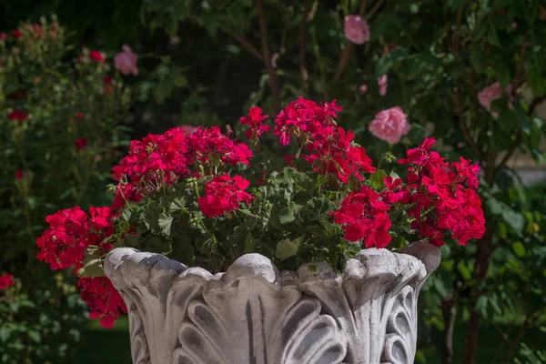 Flores en un parterre redondo en el jardín —  Fotos de Stock