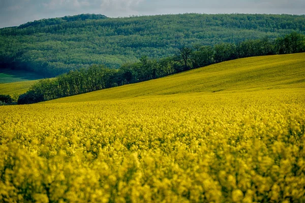 Campo de colza amarilla en flor en primavera — Foto de Stock