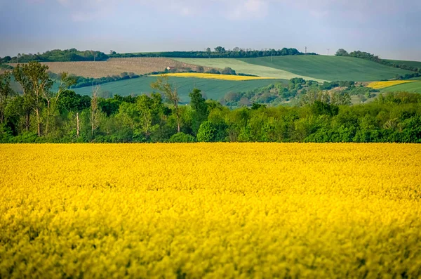 Campo de colza amarilla en flor en primavera — Foto de Stock