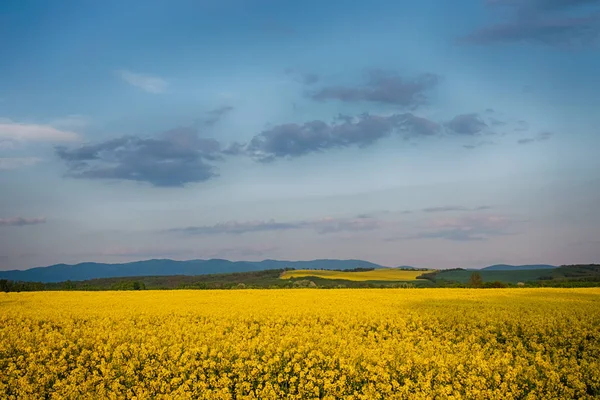 Campo de colza amarilla en flor en primavera — Foto de Stock
