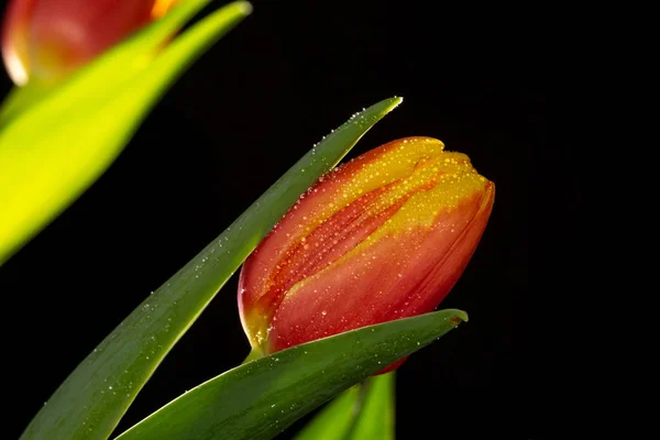 Schöne orange und rote Tulpe auf schwarzem Hintergrund — Stockfoto