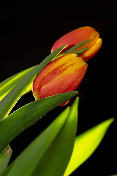 Beautiful orange and red tulip on black background — Stock Photo, Image