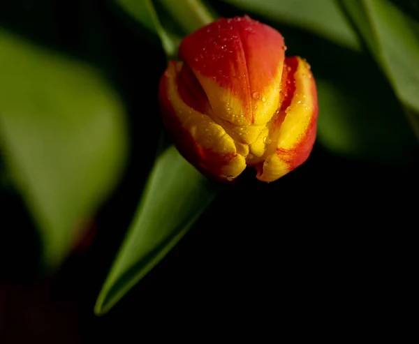 Beautiful orange and red tulip on black background — Stock Photo, Image