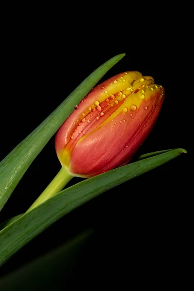 Beautiful orange and red tulip on black background — Stock Photo, Image