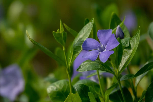 Petites fleurs violettes, fond floral abstrait doux — Photo