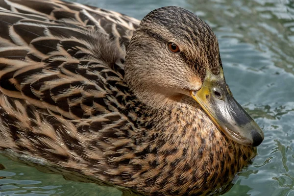 Huvudet av en kvinnliga anka — Stockfoto