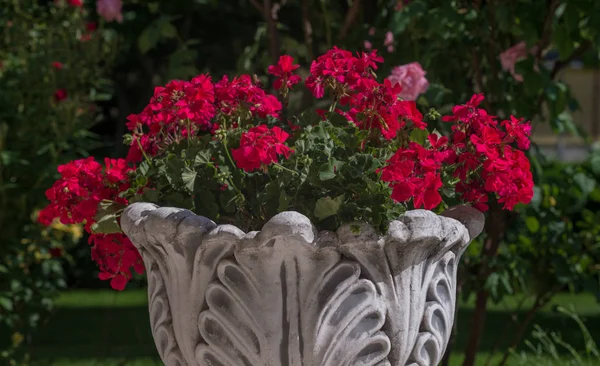 Flores en un parterre redondo en el jardín —  Fotos de Stock