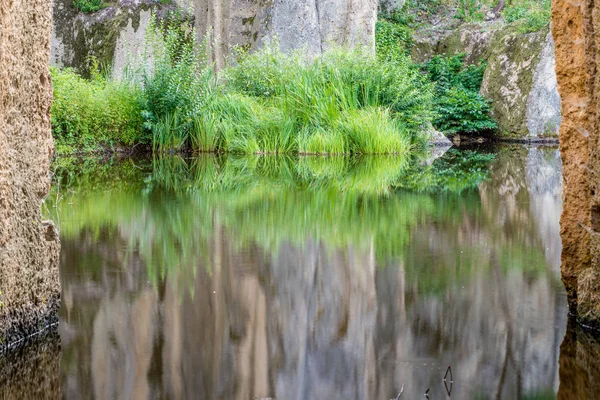 Fresh green leaves reflecting on the water — Stock Photo, Image