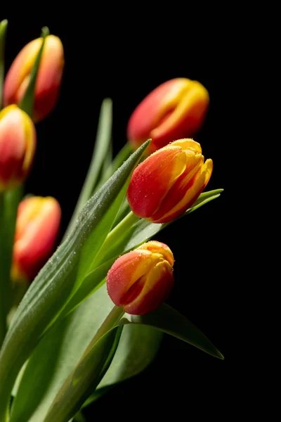 Beautiful orange and red tulip on black background — Stock Photo, Image