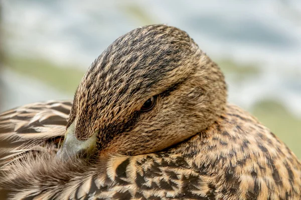 Cabeça de um pato fêmea — Fotografia de Stock