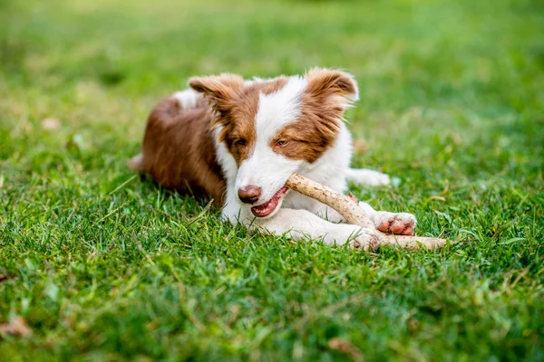 Brun bordercollie hund sitter på marken — Stockfoto