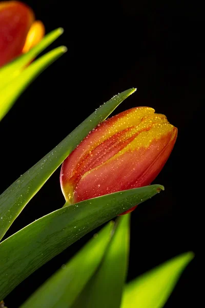 Schöne orange und rote Tulpe auf schwarzem Hintergrund — Stockfoto