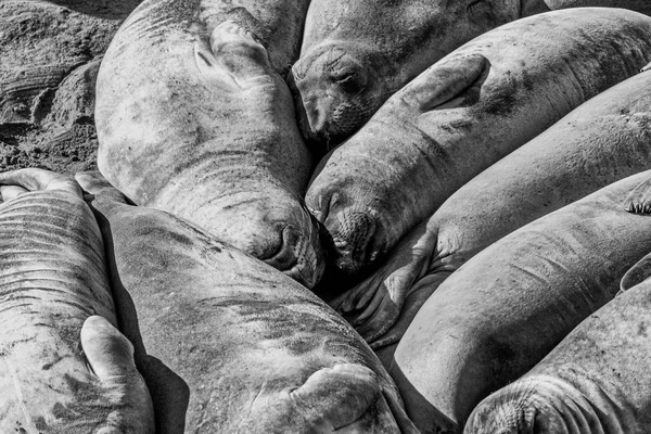 Elephant Seals rustend op het strand in Californië, Verenigde Staten — Stockfoto