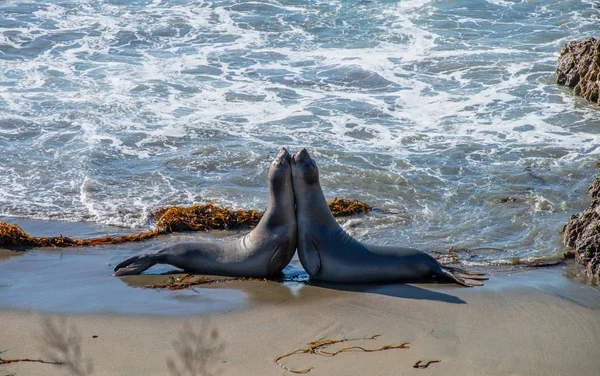 Phoques éléphants reposant sur la plage en Californie, États-Unis — Photo