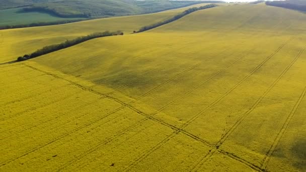 Campo de colza amarelo em flor na primavera — Vídeo de Stock