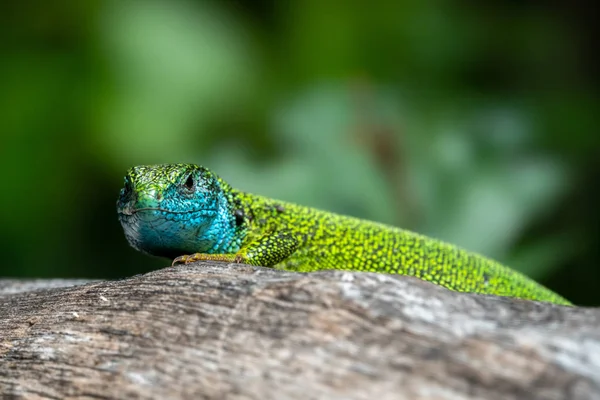 Männchen der grünen Eidechse lacerta viridis auf einem Baumstamm — Stockfoto