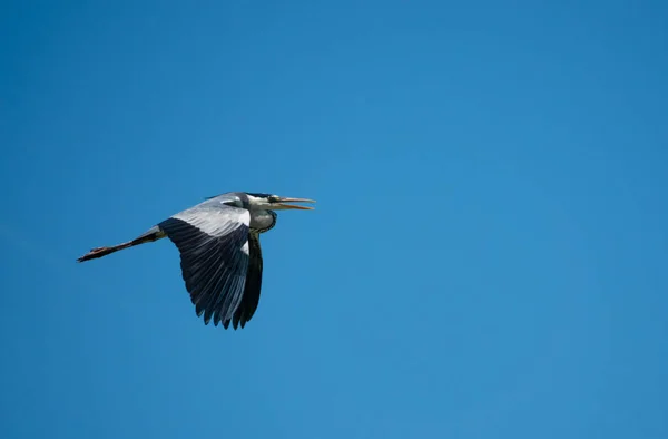 Garça cinzenta Ardea cinerea voando, Vida selvagem em habitat natural — Fotografia de Stock