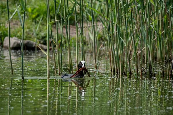 Red-knobbed coot o Fulica cristata edificio nido en Hungría — Foto de Stock