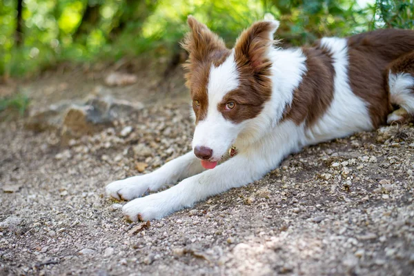 Brązowy border collie pies siedzi na ziemi — Zdjęcie stockowe