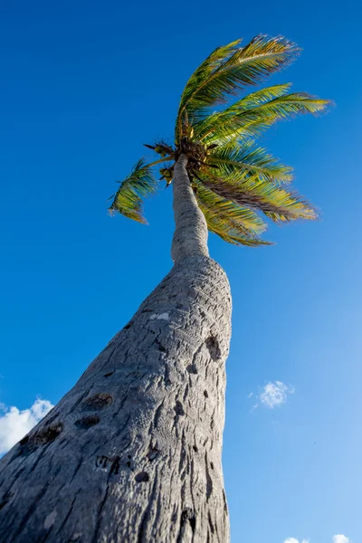 Palmový strom a modrá obloha od nízkého úhlu v Key West na Floridě — Stock fotografie