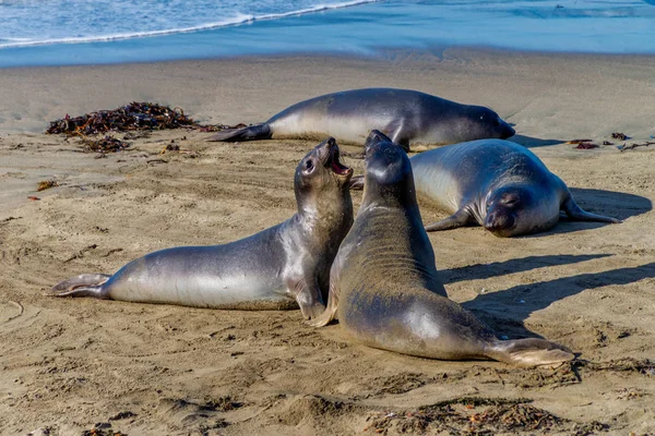 Sigilli elefanti che riposano sulla spiaggia in California, USA — Foto Stock