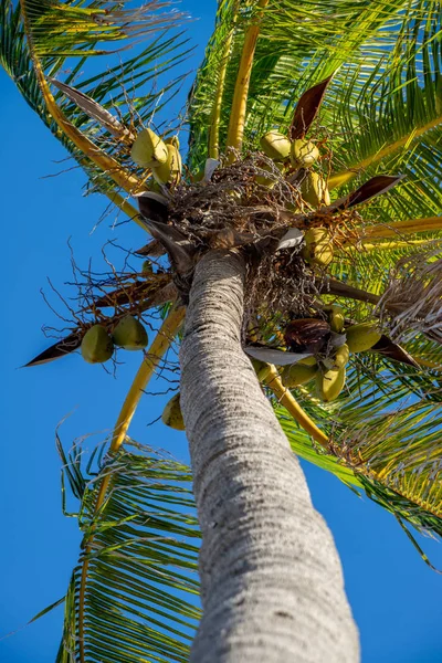 Palmera y cielo azul desde un ángulo bajo en Key West, Florida —  Fotos de Stock