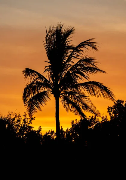 Silueta cocoteros en la playa al atardecer —  Fotos de Stock