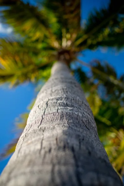 Palmový strom a modrá obloha od nízkého úhlu v Key West na Floridě — Stock fotografie