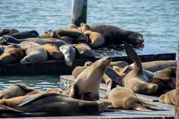 Sok oroszlánfókák, a Pier 39, San Francisco, California, USA. — Stock Fotó