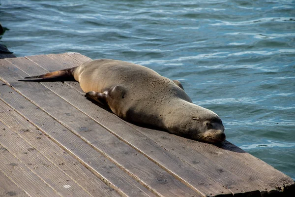 Sea lion on Pier 39 in San Francisco, California, USA. — Stock Photo, Image
