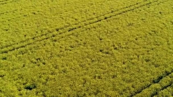 Yellow rapeseed field in bloom at spring — Stock Video