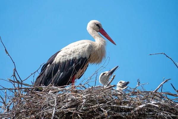 Weißstorchfamilie im Nest — Stockfoto