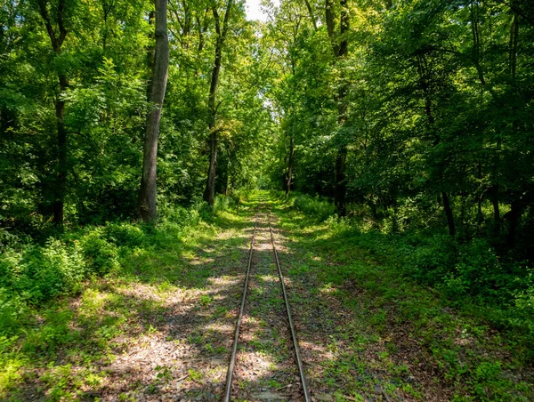 Caminhos-de-ferro cobertos de folhas, em Gemenc, Hungria — Fotografia de Stock