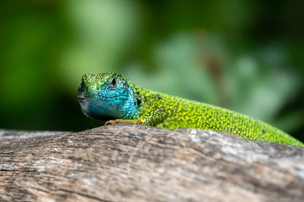 Male of green lizard Lacerta viridis on a tree trunk — Stock Photo, Image