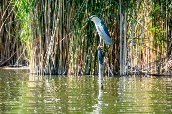 Garça-da-noite-coroada-preta, nycticorax nycticorax, garça-da-noite-de-capa-preta — Fotografia de Stock