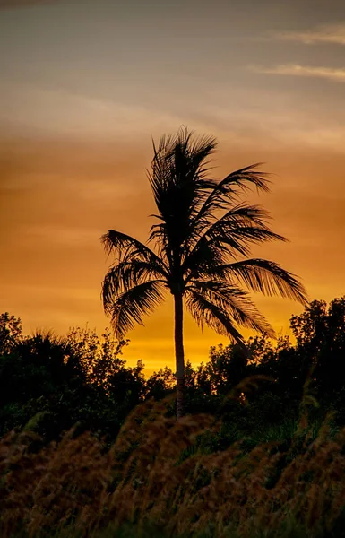 Silueta cocoteros en la playa al atardecer —  Fotos de Stock