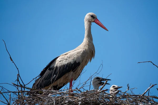 Weißstorchfamilie im Nest — Stockfoto